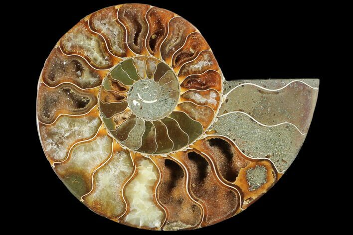 Agatized Ammonite Fossil (Half) - Crystal Chambers #103089